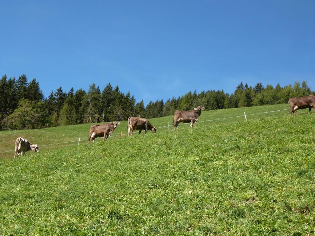 Appartement Oberpapping à San Candido Extérieur photo